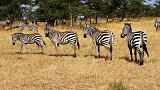 TANZANIA - Serengeti National Park - Lobo - 27